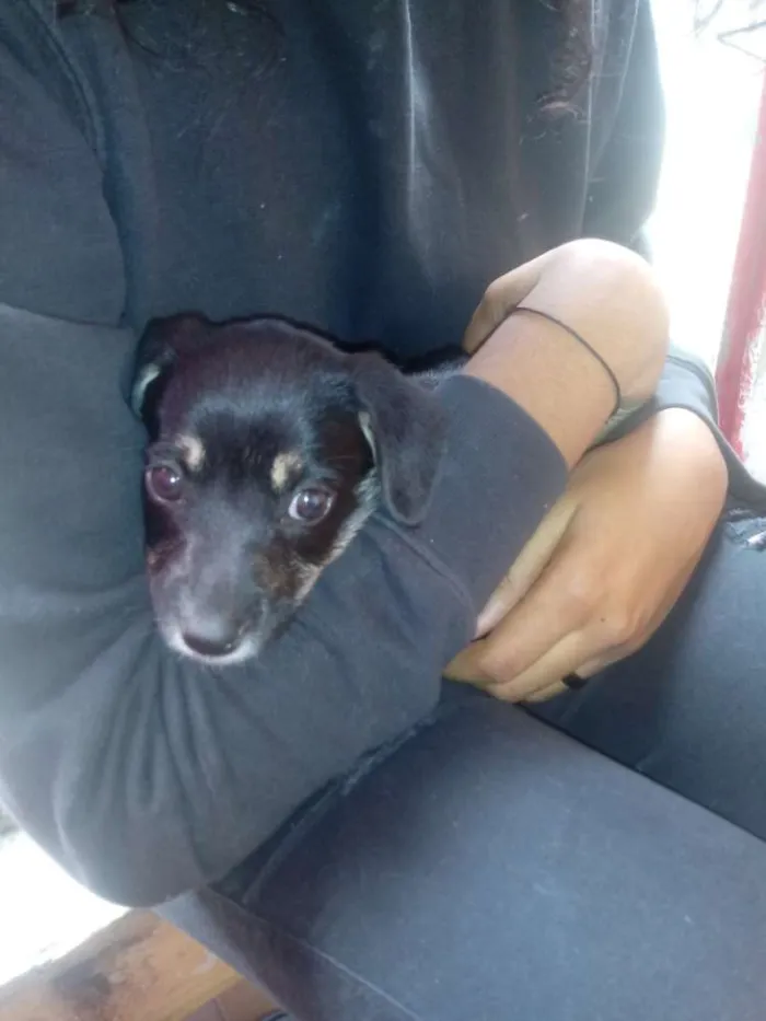 Cachorro ra a Não definida idade 2 a 6 meses nome Pretinhos