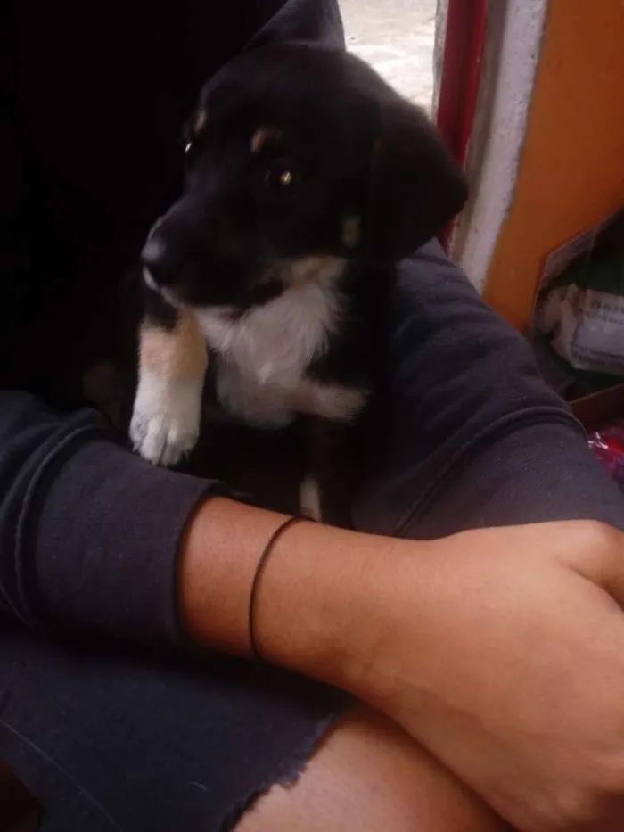 Cachorro ra a Não definida idade 2 a 6 meses nome Pretinhos
