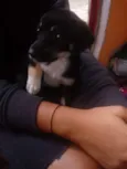 Pretinhos