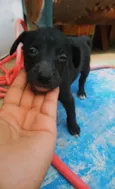Bella