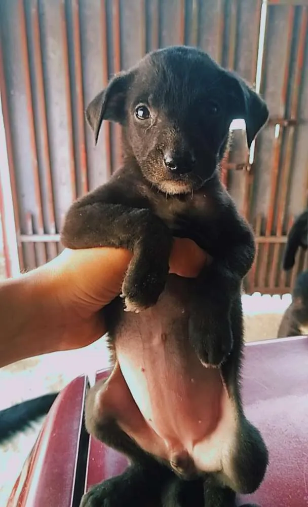Cachorro ra a Vira lata com capa preta idade Abaixo de 2 meses nome Bella