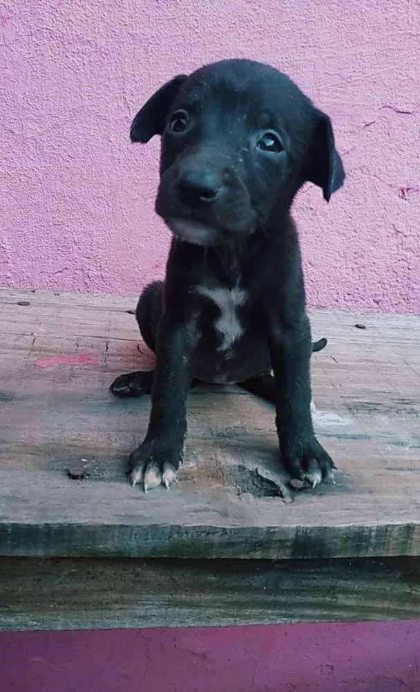 Cachorro ra a Vira lata com capa preta idade Abaixo de 2 meses nome Bella