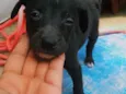 Bella