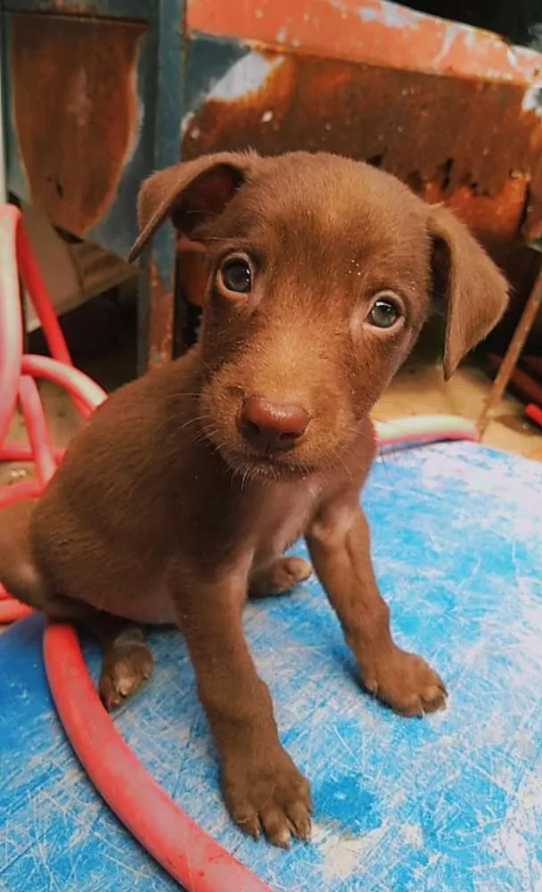 Cachorro ra a Vira lata com capa preta idade Abaixo de 2 meses nome Eduardo