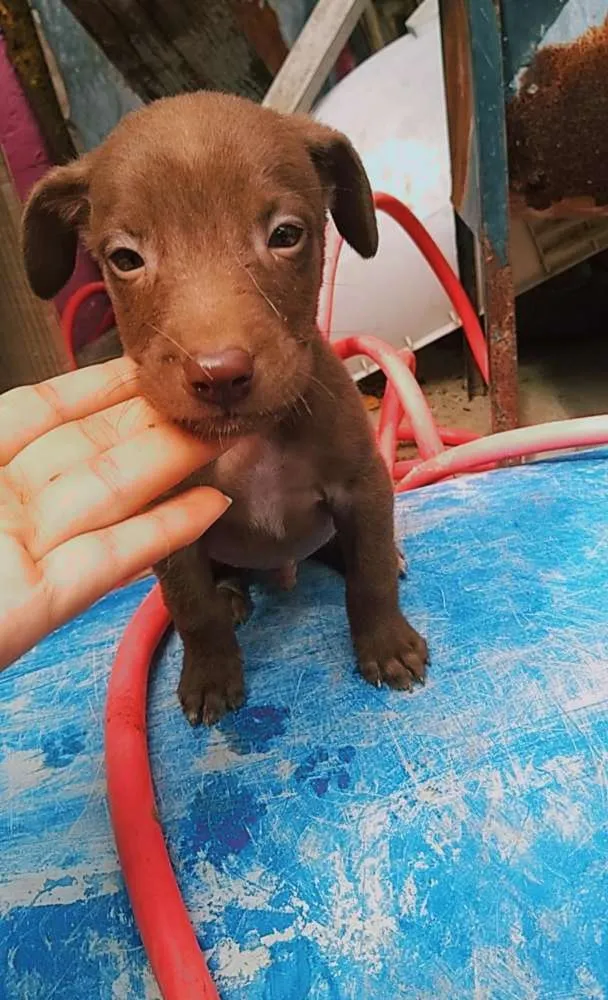Cachorro ra a Vira lata com capa preta idade Abaixo de 2 meses nome Eduardo