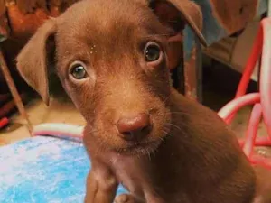 Cachorro raça Vira lata com capa preta idade Abaixo de 2 meses nome Eduardo