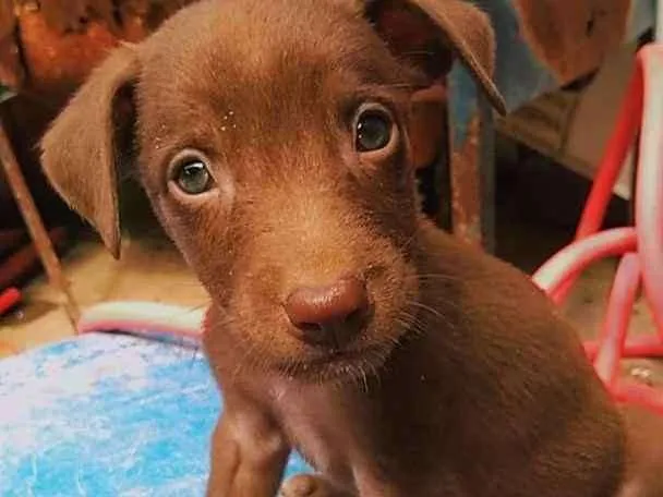 Cachorro ra a Vira lata com capa preta idade Abaixo de 2 meses nome Eduardo