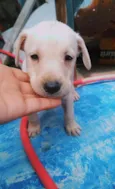 Bernardo