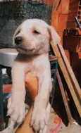 Bernardo