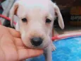 Bernardo