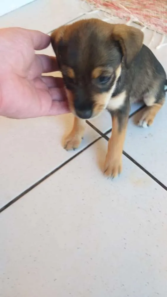 Cachorro ra a Vira lata  idade Abaixo de 2 meses nome sem nome
