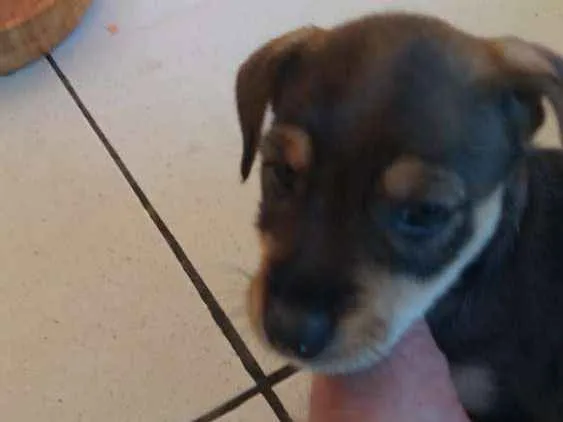 Cachorro ra a Vira lata  idade Abaixo de 2 meses nome sem nome