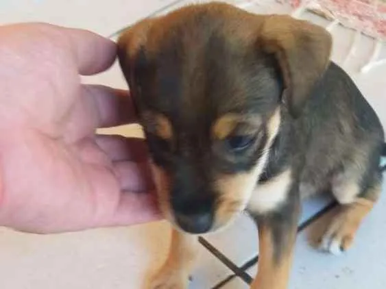 Cachorro ra a Vira lata  idade Abaixo de 2 meses nome sem nome