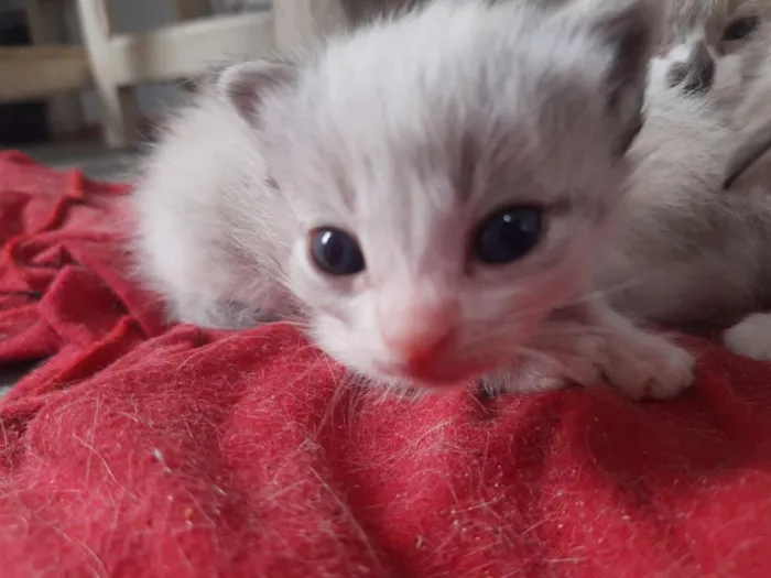 Gato ra a Sem raça idade 2 a 6 meses nome Gato