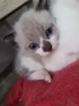 Gato