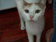 Yuki