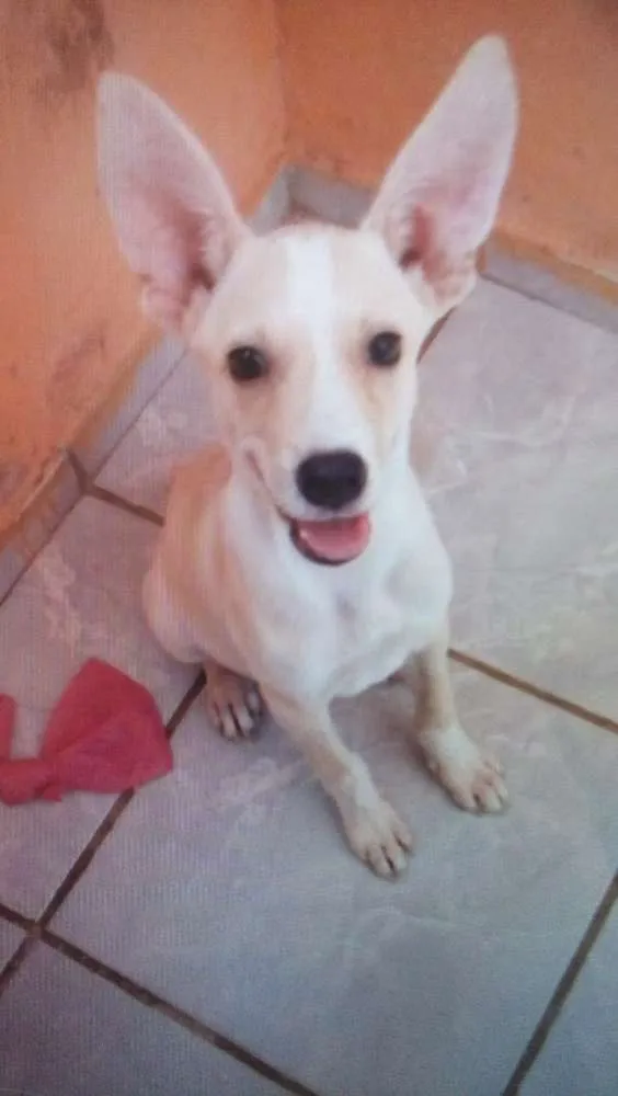 Cachorro ra a Vira-lata misto com pinscher idade 2 a 6 meses nome Apolo