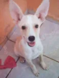 Apolo