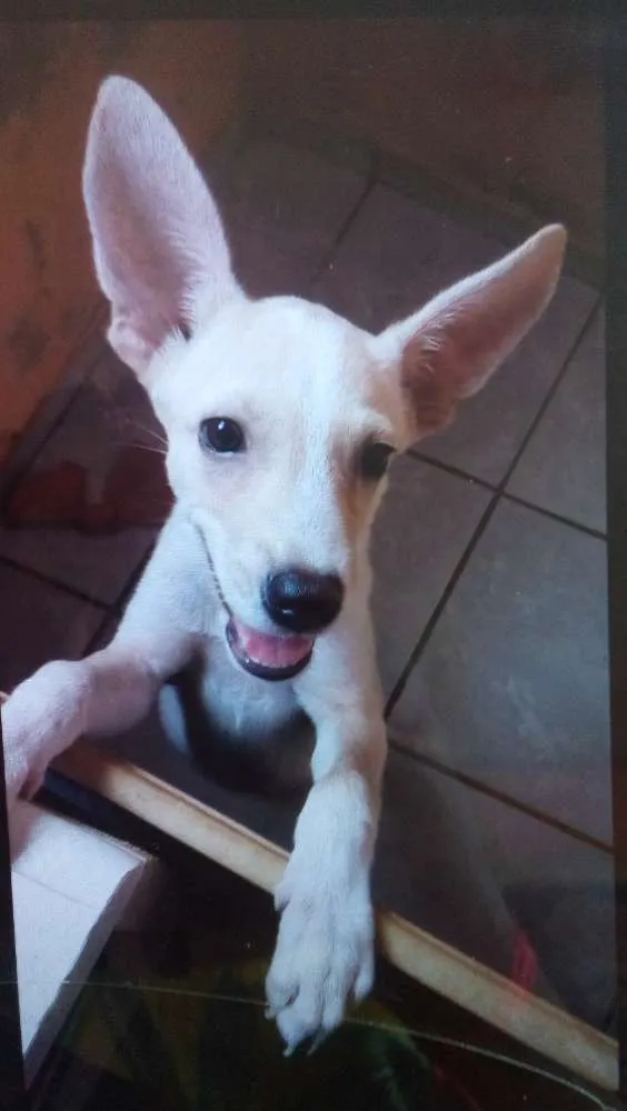 Cachorro ra a Vira-lata misto com pinscher idade 2 a 6 meses nome Apolo