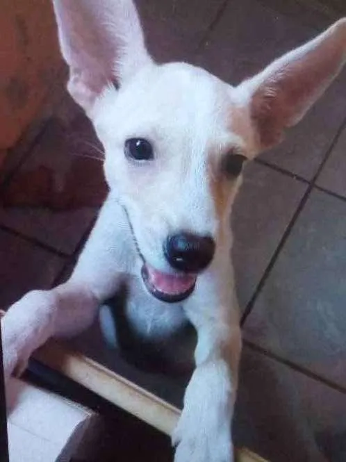 Cachorro ra a Vira-lata misto com pinscher idade 2 a 6 meses nome Apolo
