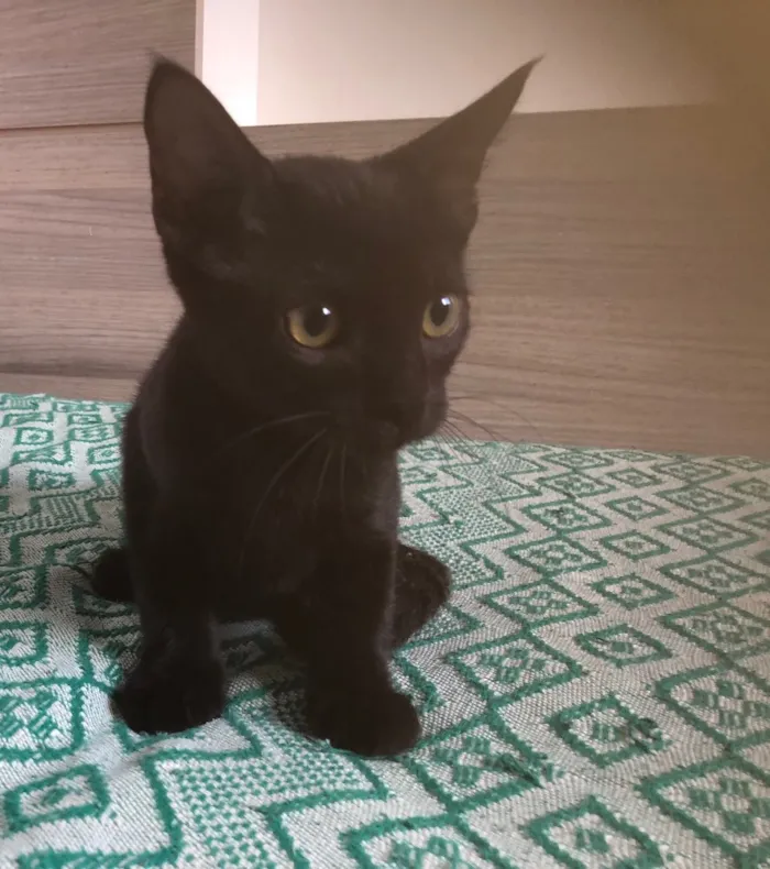 Gato ra a SRD idade 2 a 6 meses nome Matheus 