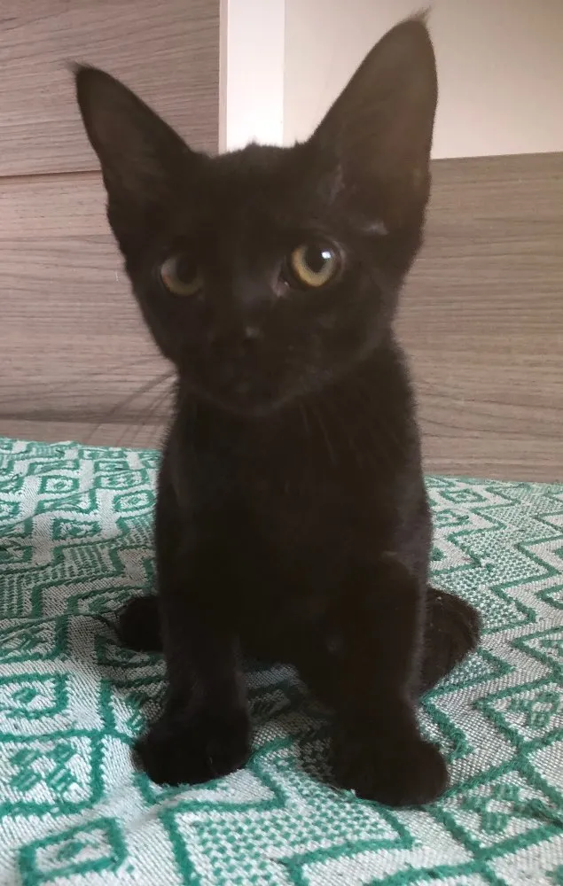 Gato ra a SRD idade 2 a 6 meses nome Matheus 