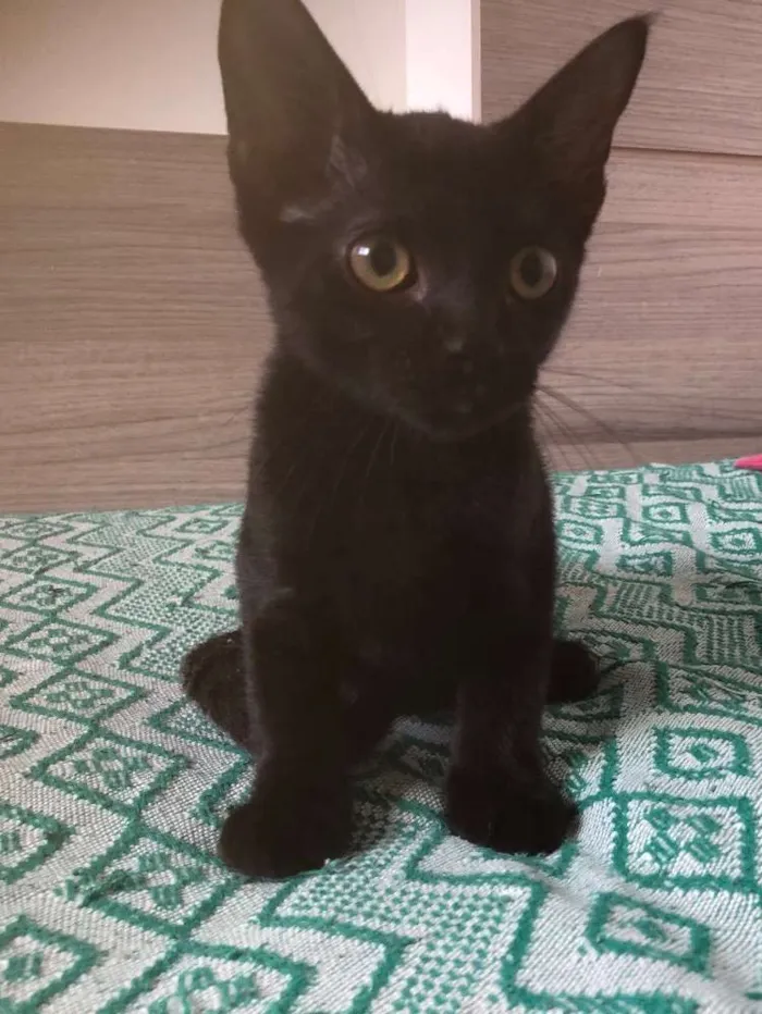 Gato ra a SRD idade 2 a 6 meses nome Matheus 