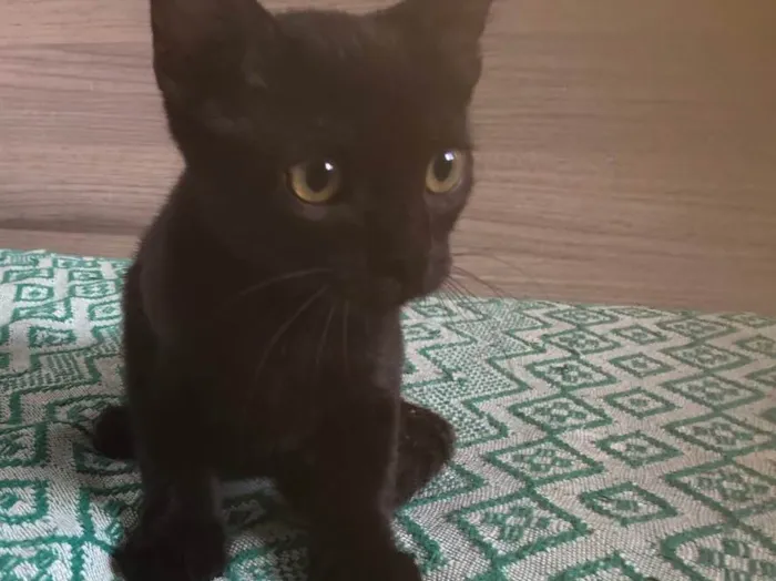 Gato ra a SRD idade 2 a 6 meses nome Matheus 