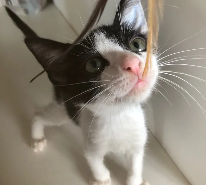Gato ra a SRD idade 2 a 6 meses nome João e Ricardo 