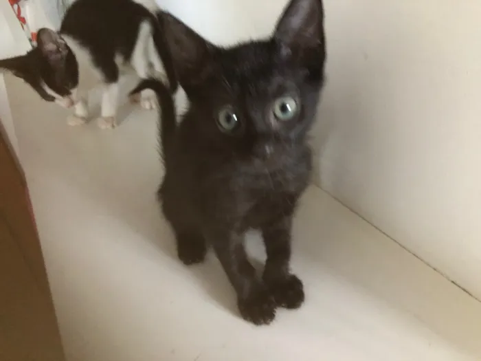 Gato ra a SRD idade 2 a 6 meses nome João e Ricardo 