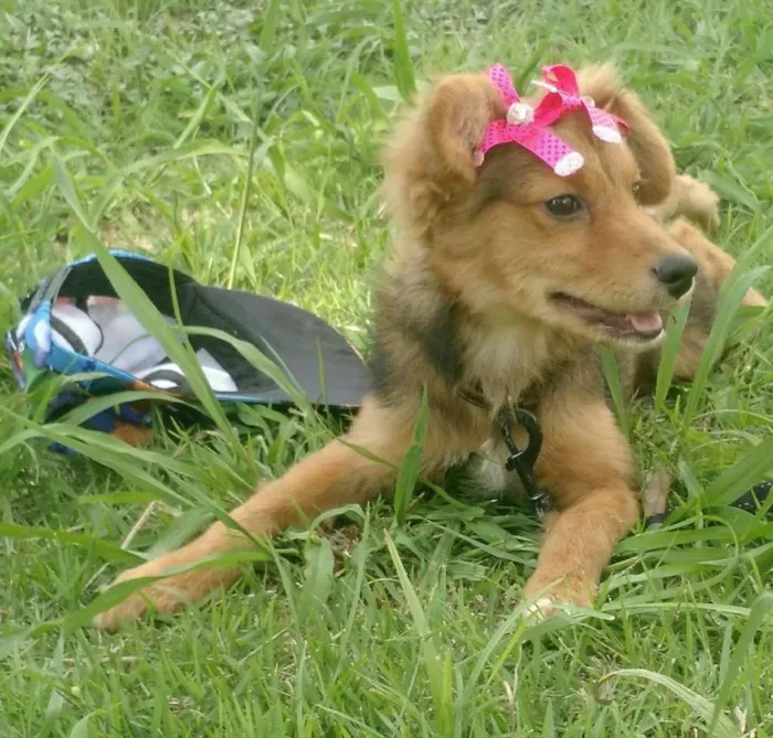 Cachorro ra a SRD idade 2 a 6 meses nome Sem Nome