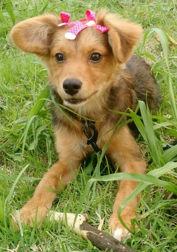 Cachorro ra a SRD idade 2 a 6 meses nome Sem Nome