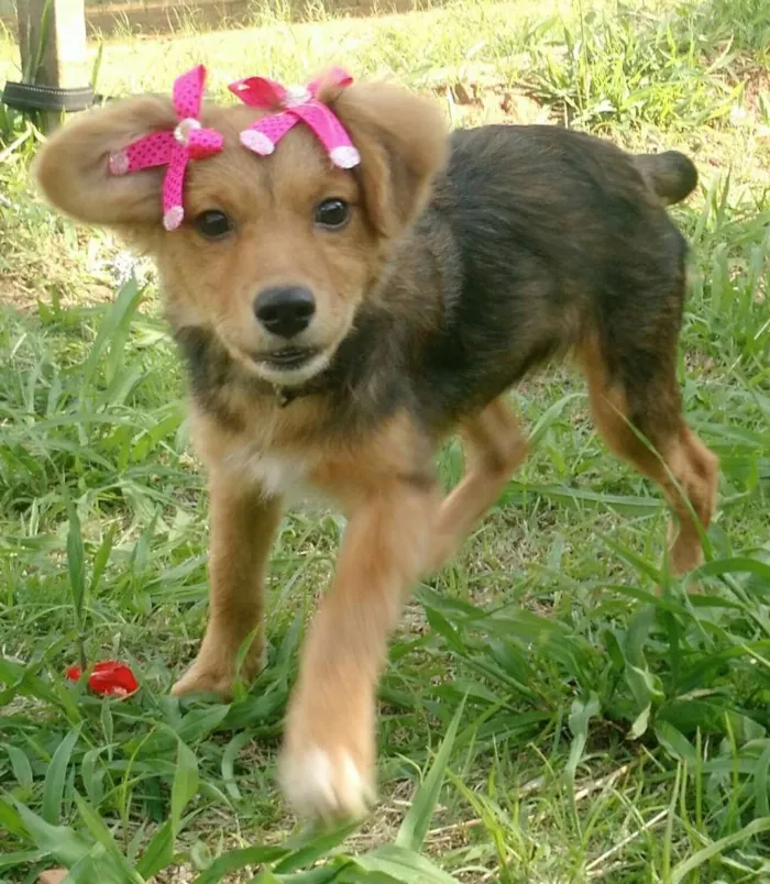Cachorro ra a SRD idade 2 a 6 meses nome Sem Nome