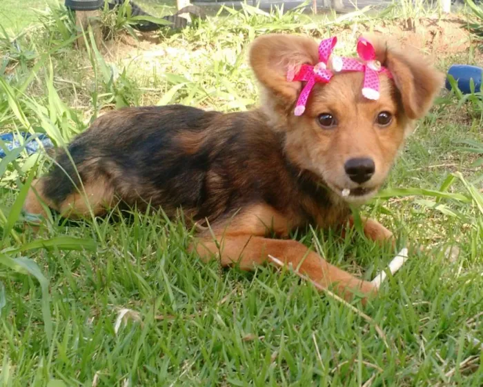 Cachorro ra a SRD idade 2 a 6 meses nome Sem Nome