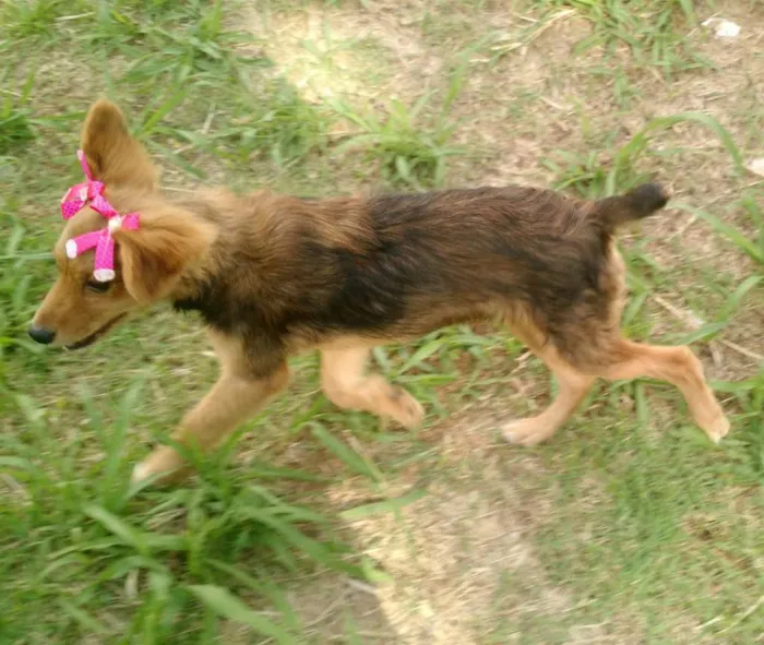 Cachorro ra a SRD idade 2 a 6 meses nome Sem Nome
