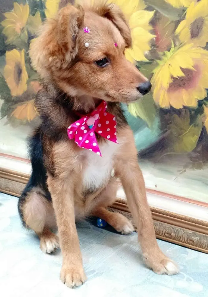 Cachorro ra a SRD idade 2 a 6 meses nome Sem Nome
