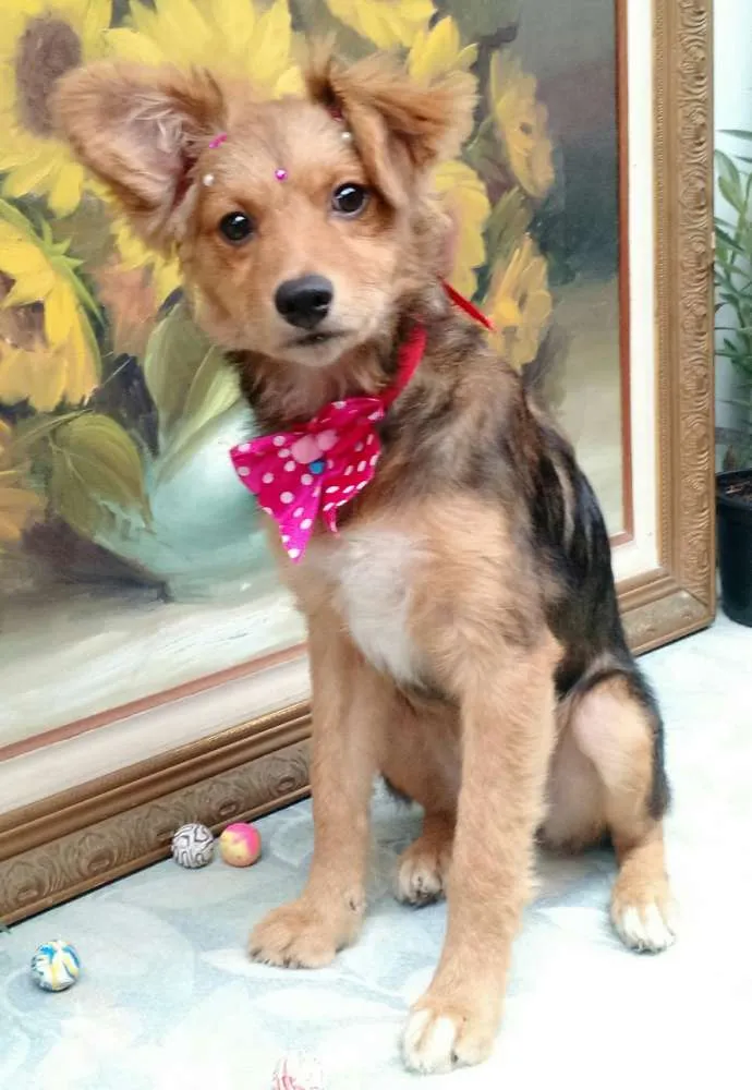 Cachorro ra a SRD idade 2 a 6 meses nome Sem Nome