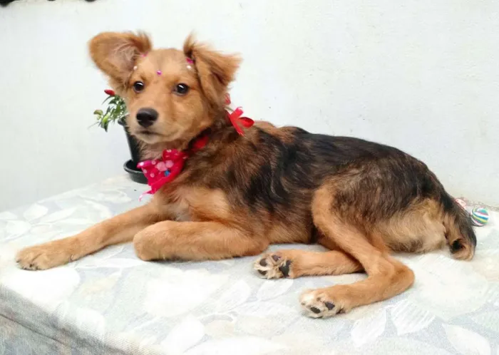 Cachorro ra a SRD idade 2 a 6 meses nome Sem Nome