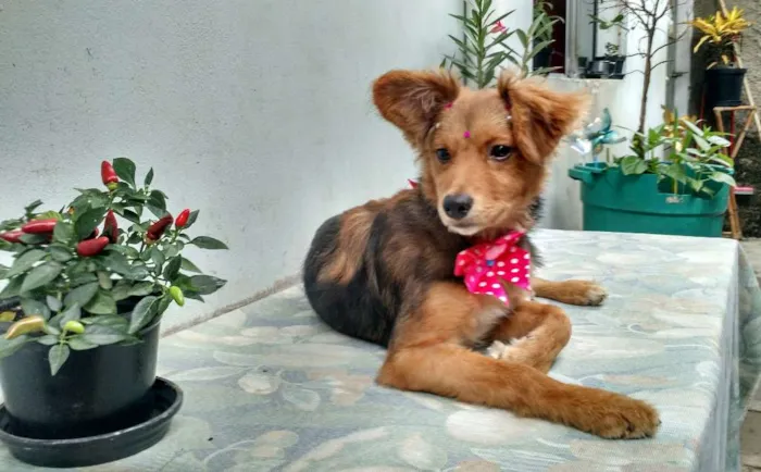 Cachorro ra a SRD idade 2 a 6 meses nome Sem Nome