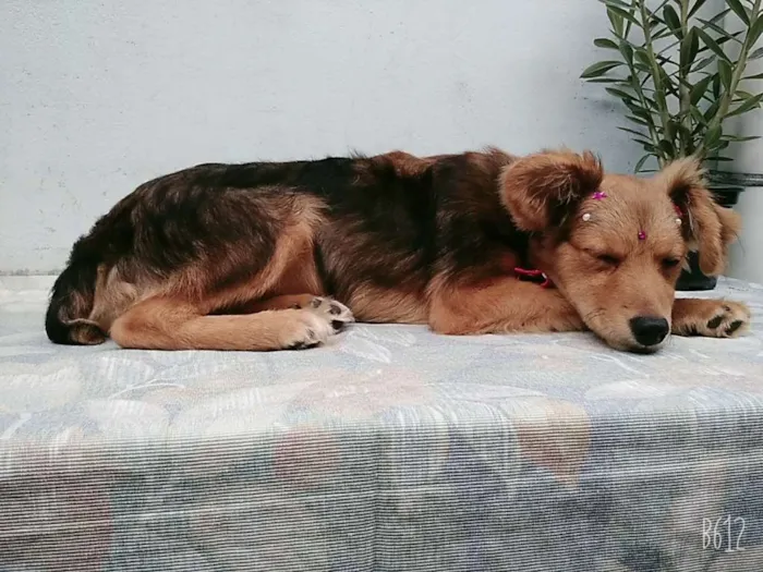 Cachorro ra a SRD idade 2 a 6 meses nome Sem Nome