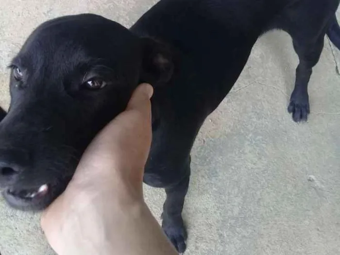 Cachorro ra a Vila lata idade 2 a 6 meses nome Marshall e Jolly
