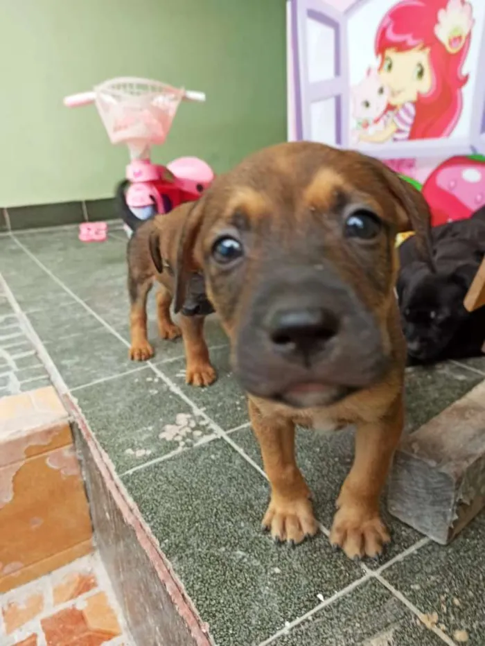 Cachorro ra a Vira lata idade Abaixo de 2 meses nome São filhotes 