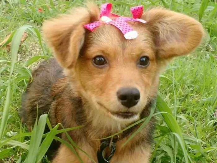 Cachorro ra a SRD idade 2 a 6 meses nome Sem Nome