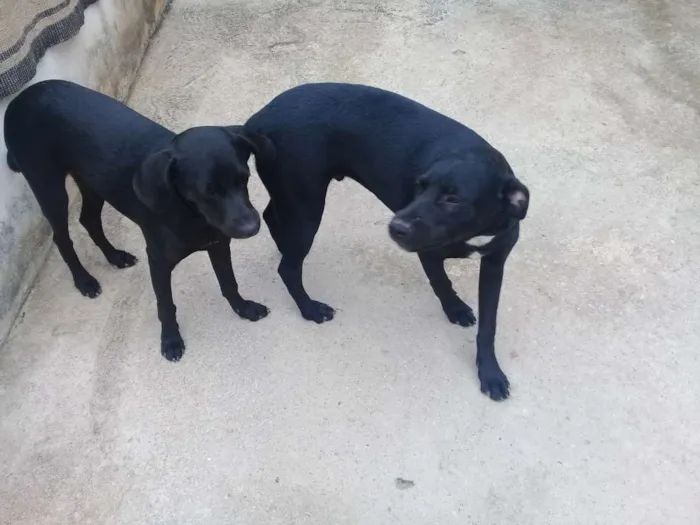 Cachorro ra a Vila lata idade 2 a 6 meses nome Marshall e Jolly