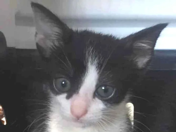 Gato ra a SRD idade 2 a 6 meses nome João e Ricardo 