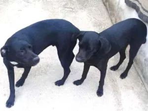 Cachorro raça Vila lata idade 2 a 6 meses nome Marshall e Jolly