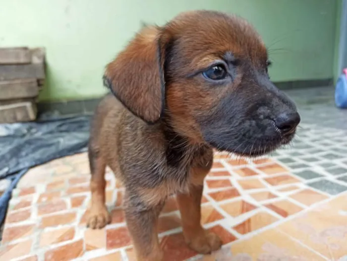 Cachorro ra a Vira lata idade Abaixo de 2 meses nome São filhotes 