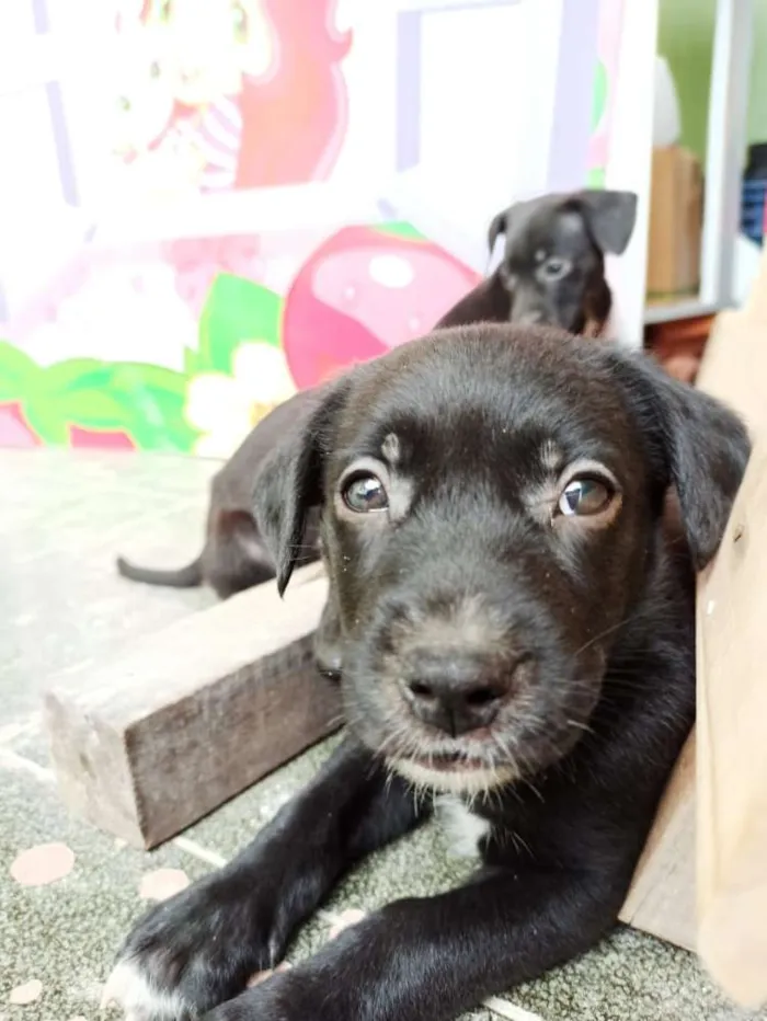 Cachorro ra a Vira lata idade Abaixo de 2 meses nome São filhotes 
