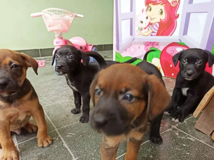 Cachorro ra a Vira lata idade Abaixo de 2 meses nome São filhotes 