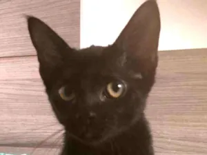 Gato raça SRD idade 2 a 6 meses nome Matheus 